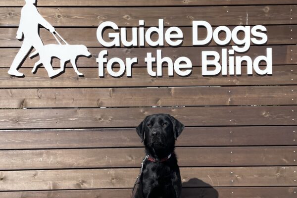 Mustang poses in front of a wooden sign bearing Guide Dogs for the Blind's logo. He is sitting tall and looking at the camera.