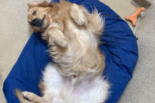 A view from above, Peyton lays in a blue dog bed, belly up.