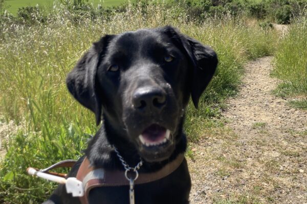 Valdine sitting in harness smiling at the camera with a trail within green grass and a big blue sky behind her.