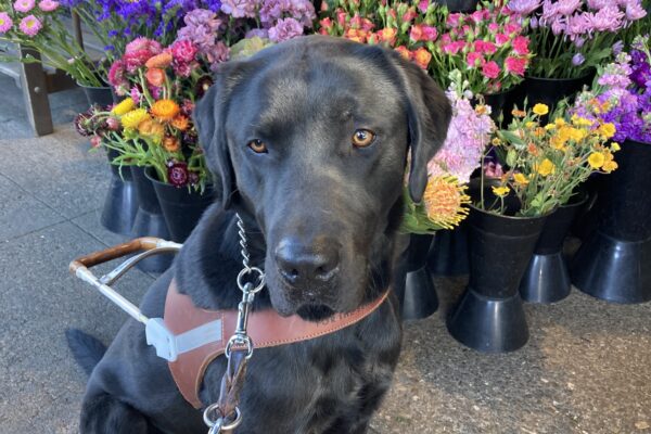 Conrad is sitting in harness in front of a bunch of brightly colored flowers. His head is slightly turned to his right.