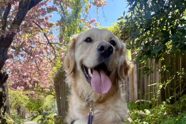 Gilmore sits happily in harness on a neighborhood sidewalk covered in pink flower petals. Behind him is blue sky and lush greenery, including a cherry tree with fluffy pink flowers.