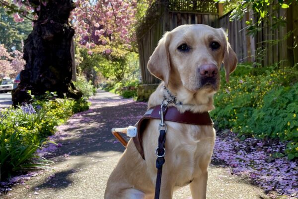 Fig sits in harness looking at the camera, glistening in sunlight on a neighborhood sidewalk. Behind her is a large cherry tree with puffy, pink flowers that dropped pink petals all over the sidewalk.