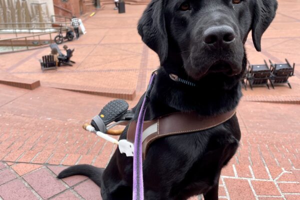 Argus sits in harness looking seriously toward the camera. Behind him is a large brick plaza with a water feature and several pedestrians milling about (Pioneer Square in downtown Portland).