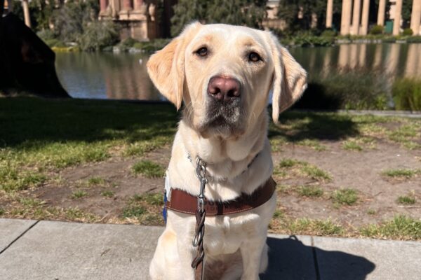 Flo is pictured in front of the Palace of Fine Arts in San Francisco. She wears a harness and looks intently at the camera.