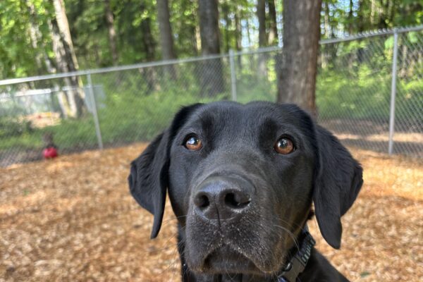 A black lab looks into the camera wearing a blue collar. She is sitting on a play structure. Behind her is a forest and play area filled with bark chips.