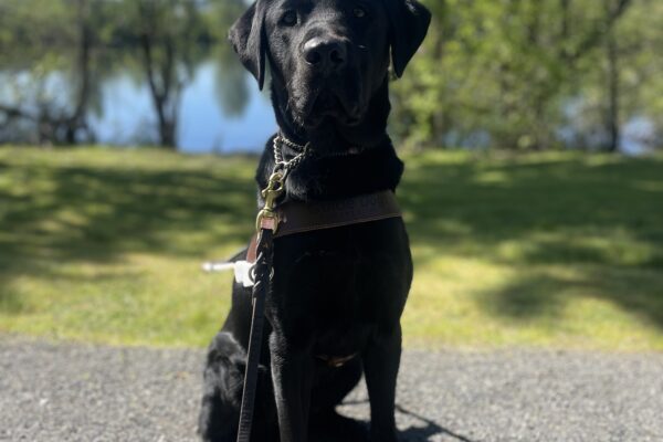 Simmons, a tall male black labrador, sits in his harness on a gravel pathway. Behind him are green trees and a lake.