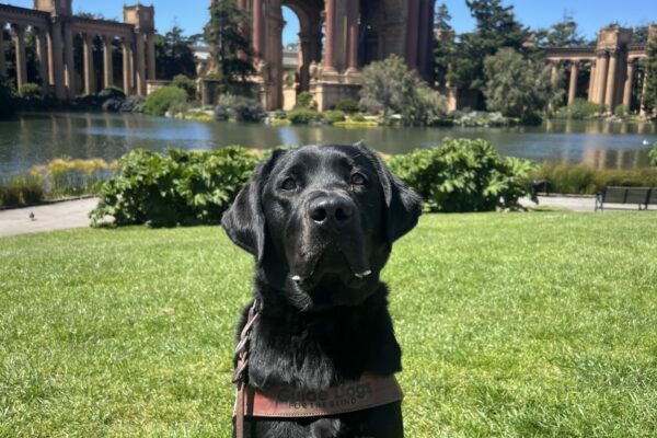 Havana sits in a GDB harness on the grass at the Palace of the Fine Arts in San Francisco. She has a serious and professional look on her face as she stares into the camera.