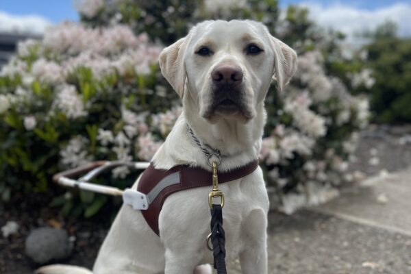 Triscuit, a petite female yellow labrador, sits in her harness in front of a bush full of white flowers. The sky is blue with a few white clouds.