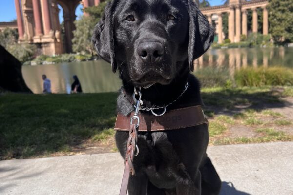 Kata is pictured in front of the Palace of Fine Arts in San Francisco. She wears a harness and looks into the camera