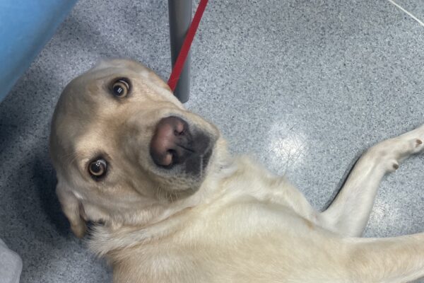 Gertie lies belly-up on a floor, looking up expectantly for belly rubs.