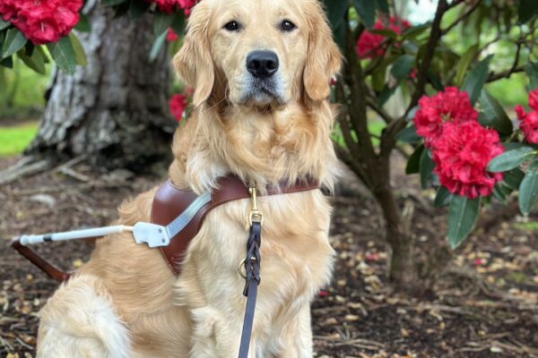 Long-coated Labrador Golden Retriever cross Keystone sits regally in front of red rhododendron bush. He is wearing a leather guide dog harness and leash.