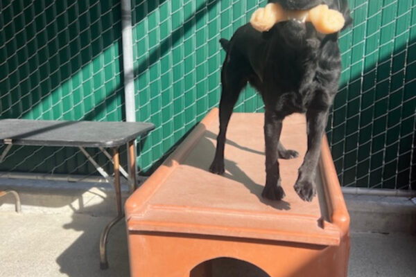 Enola stands on a brown play structure in the Community run. She is looking at the camera with a bone in her mouth.