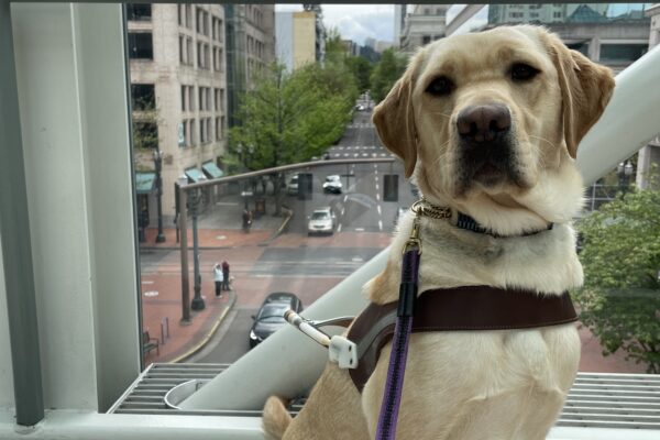 Kylie sits wearing a harness and rear-foot booties, looking at the camera. She’s sitting in front of a large window; in the background is a cityscape with tall buildings. If you look very closely, you may be able to see another guide dog instructor team in the background, waving at the camera :)