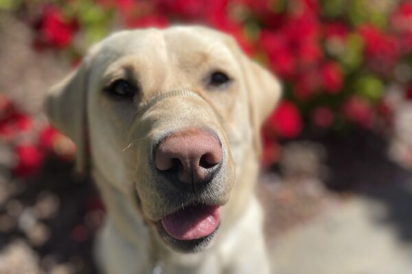 Apple sits in front of beautiful red flowers while on a walk. She is looking up at the camera with her tongue poking through.
