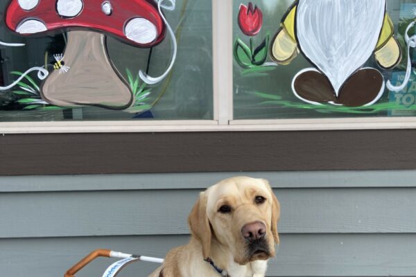 Arkin sits in front of a storefront in his guide dog harness. The windows of the storefront he is sitting in front have been decorated with window markers. One window has a picture of red mushroom with white spots and a couple bumblebees flying around. The other window has a gnome with a white beard and a yellow hat that is covering his eyes.