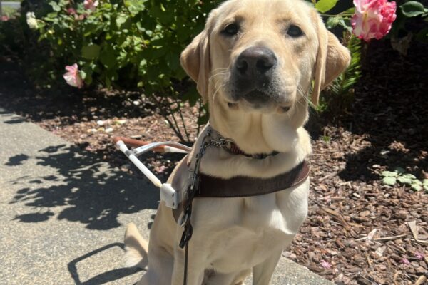 Aspen is sitting in front of a flower bed with white and pink roses. She is wearing her guide dog harness.