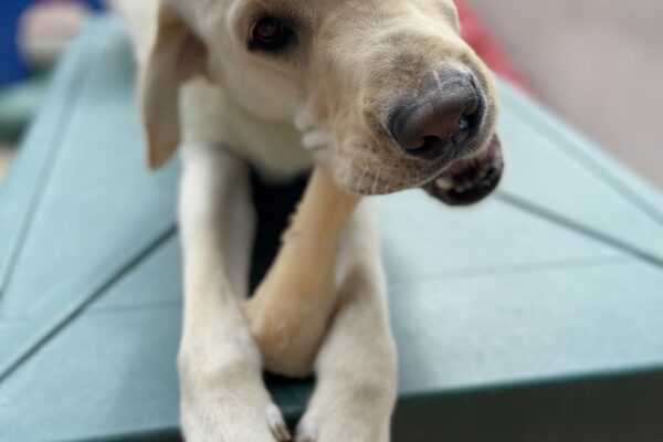 Briggs lays on a green play structure in the community run area on the Oregon campus. He has a Nylabone positioned between his front paws and his head is slightly tilted as he chews away on the bone.