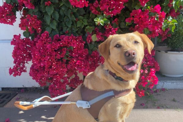 Ceviche sits in harness on the sidewalk. She is smiling at the camera. In the background is a large bush with bright pink flowers.