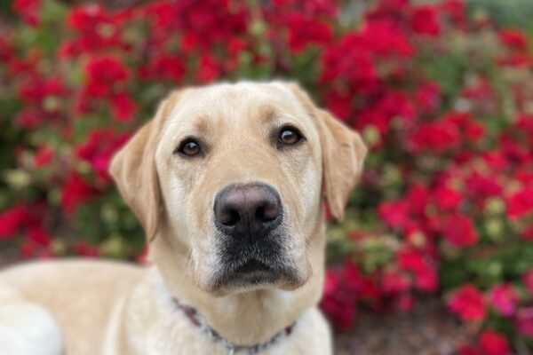 Dauphin poses in front of beautiful red flowers while out on a walk. He is looking directly at the camera.