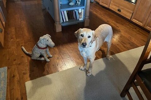 Delaney is standing in a kitchen looking up at the camera and on her left is a large stuffed dog sitting down.