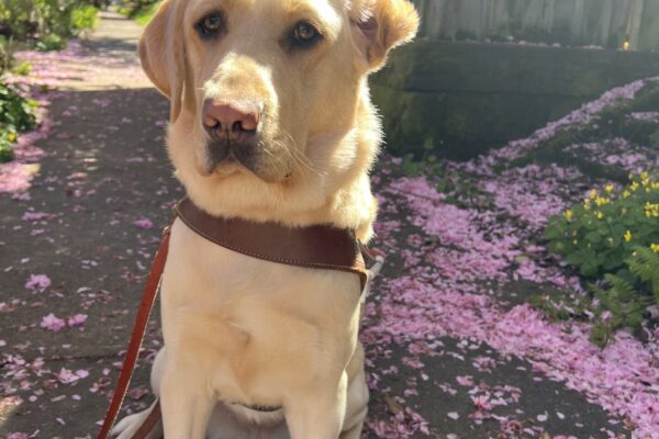 Female yellow lab, Frankie, sits on the sidewalk of a small neighborhood.  She is wearing her harness and one of her ears is flipped backwards.  We call it "bedhead."  There are pink flower petals scattered around her.