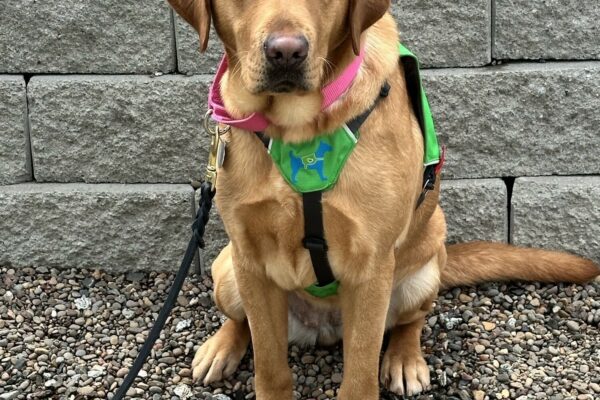 Gaelic sitting in her green service vest in what looks like a little rock garden with large stones with names of people and pets engraved on them.