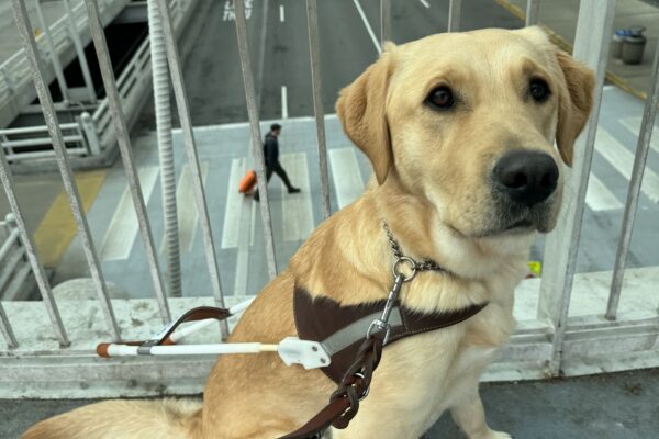 PD: Roo, a medium sized, yellow Labrador/Golden retriever female is pictured in harness (wearing grey and black hind foot booties) sitting on a pedestrian overpass at the Portland Airport. Behind her is the handrail and a pedestrian pulling a suitcase is passing below on the lower level.