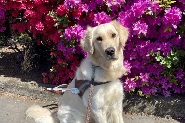 Strawberry sits in front of some magenta and bright red flowering bushes. She is wearing a guide dog harness and looking at the camera.