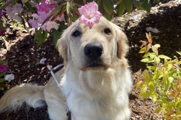Dauber sits amongst some foliage with a light pink rhododendron bush behind her. She is wearing a guide dog harness and has a light pink flower resting on top of her head.