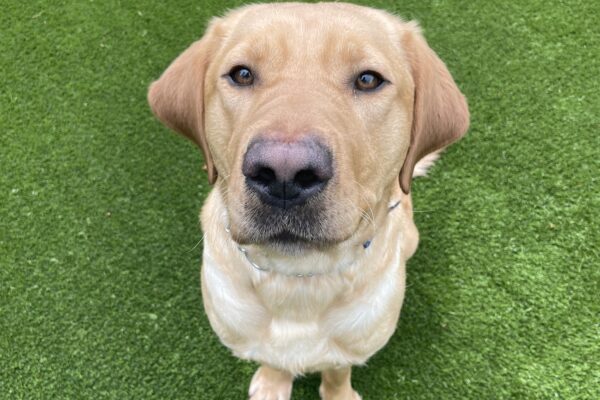 A portrait of Kimmel, a yellow Labrador Retriever, sitting and posing nicely for the camera. He is looking at the camera with a closed mouth and sitting on green turf.