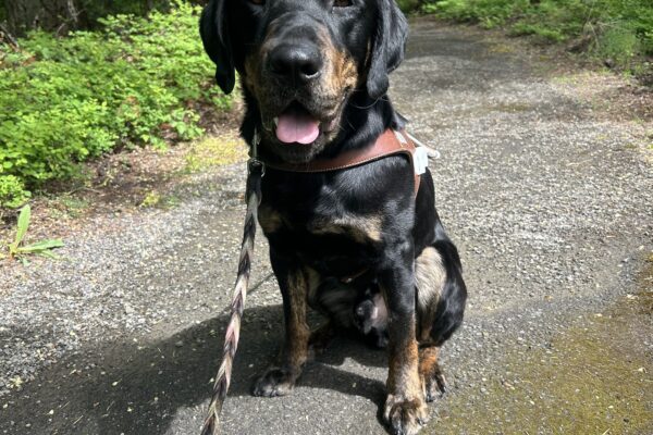 Handsome brindle lab Techno proudly sits in his guide dog harness along a gravel path. The Oregon forest can be seen behind him. He has a relaxed panting face as he soulfully stares into the camera.