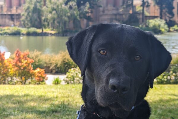 Izzy sits in harness in the Palace of Fine Arts in San Francisco, looking directly at the camera.