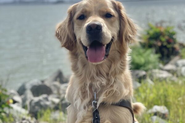 Larry is pictured sitting on a walking path, smiling with his tongue out. Large rocks and greenery are on the side of the path, and the ocean with the Richmond-San Rafael bridge is in the background.