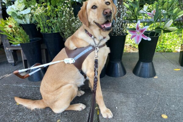 Lily sits in harness next to a flower stand. She is looking over smiling at the camera. There is a lily flower close to her face (in the background).