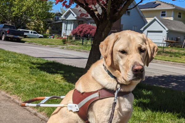 Eldon, a yellow lab, sits in his harness on a neighborhood sidewalk looking at the camera. Behind him is a tree with blooming pink flowers.