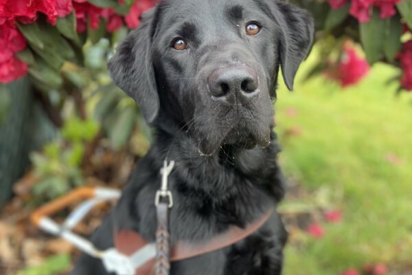 Nexus sits in his guide dog harness in front of a red flowering bush. The flowers are circled around his head with petals scattered on the ground. He is looking attentively at his handler waiting to receive his kibble for being a good boy!