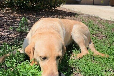Yellow Lab Raelyn sniffs the green grass while lying down wearing a black leash.