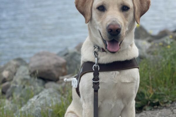 Seattle is pictured sitting on a walking path in 4 turquoise booties on her paws, smiling with her tongue out. Large rocks and greenery are on the side of the path, and the ocean with the Richmond-San Rafael bridge is in the background.
