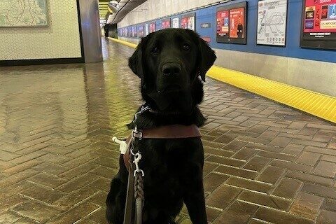 Tamsin is sitting in her GDB harness looking at the camera. She is also wearing grey booties on her hind feet. She is on a brown tiled floor with the subway platform in the background.