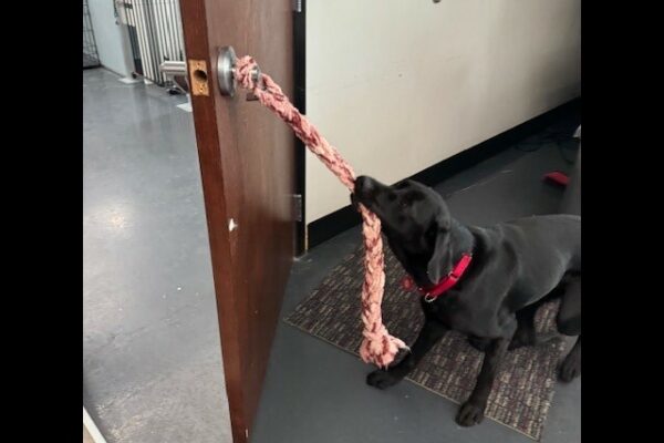 Tobago learning to open door handles by pulling on a tug.