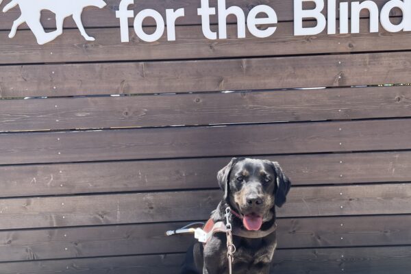 Tulip sits facing the camera in harness. Behind her is a wooden sign with “Guide Dogs for the Blind” written in large white lettering.