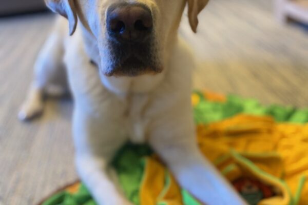Yellow Lab Vegas is laying down facing the camera on a yellow and green mat.