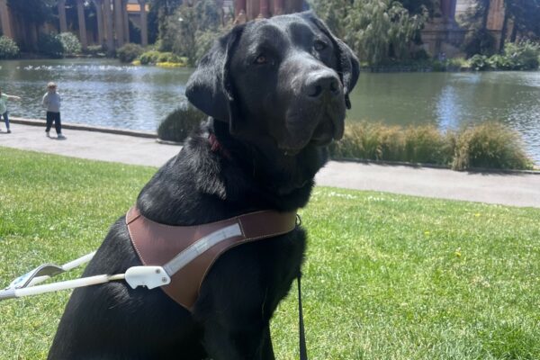 Winner is wearing his harness and sitting in front of the water at the Palace of Fine Arts in San Francisco. He is gazing at the camera with a focused expression on his face.