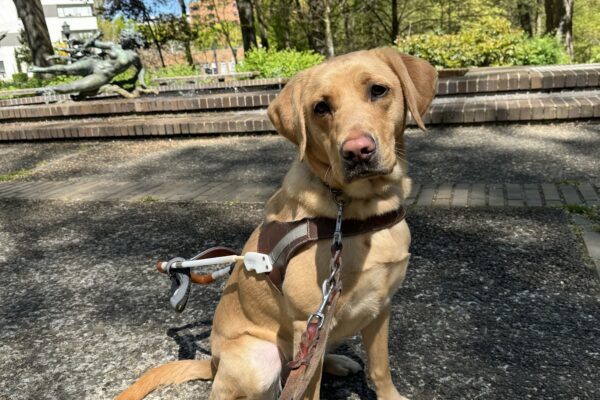 Fendi, wearing her GDB harness stares at the camera with a serious expression on her face.  Behind her is a green city park.