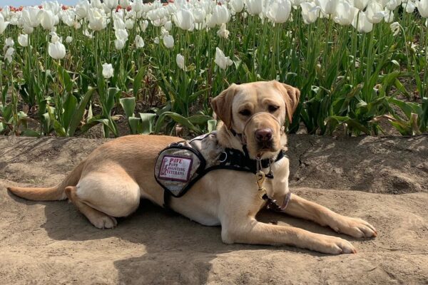 Yellow Lab Honesty laying in front of a garden of white and red tulips. She's wearing her service dog vest and gentle leader
