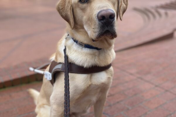 Jambo is a male, yellow labrador retriever with medium brown eyes that show up nicely in his caramel colored face. He is sitting in harness looking directly at the camera in the middle of a brick plaza in downtown Portland. There are brick steps leading down behind him with out of focus tall buildings in the background.