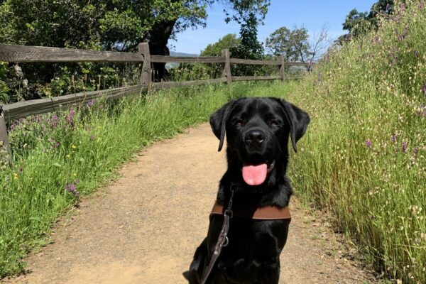 Jerry sits in harness in the middle of a hiking trail. Trees, tall grass, tiny flowers a wooden fence and blue skies can be seen in the background.
