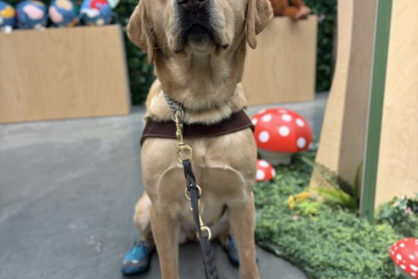 Kayla wearing her harness and two turquoise dog booties on her hind feet gazes at the camera. Behind her are large faux colorful mushroom and foliage.