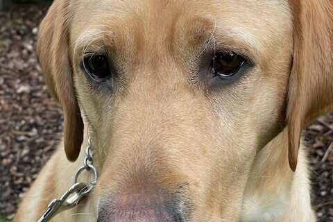 A close up of Knox sitting outside with bark dust in the background. He is looking just to the left of the camera