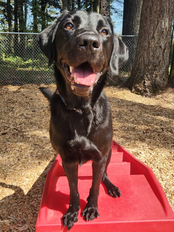 A black lab is standing on a red, plastic staircase in a fenced play yard. He has an energetic look on his face as the camera snaps a close-up of him at the top of the stairs, mouth open. In the background, various trees are pictured, as well as the surrounding bark chips that cover the ground.
